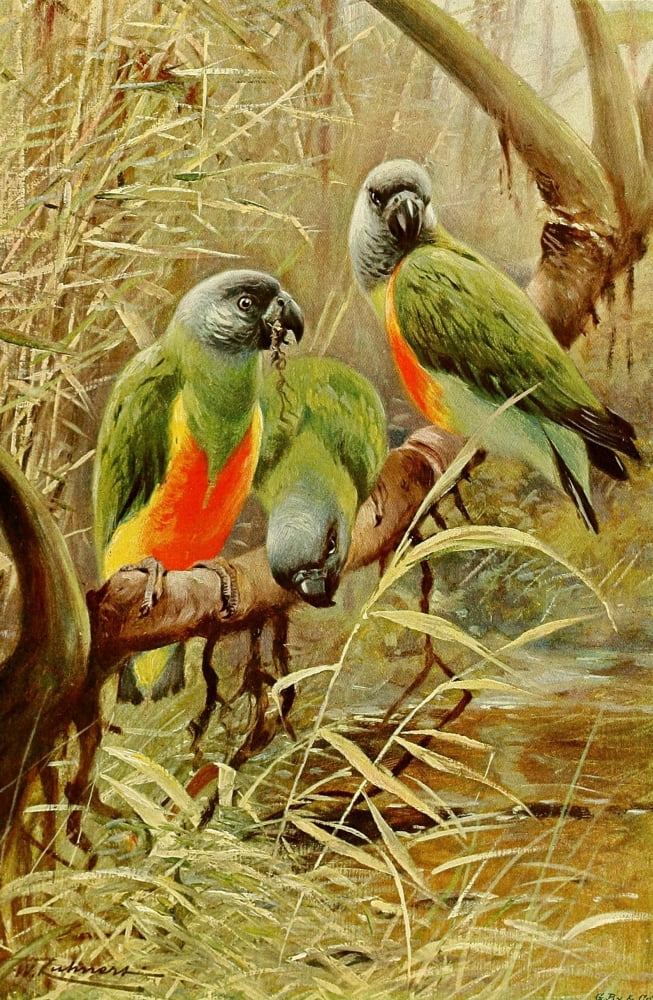 Posterazzi Wild Life of the World 1916 Senegal Parrot Canvas Art - FW Kuhnert (24 x 36)