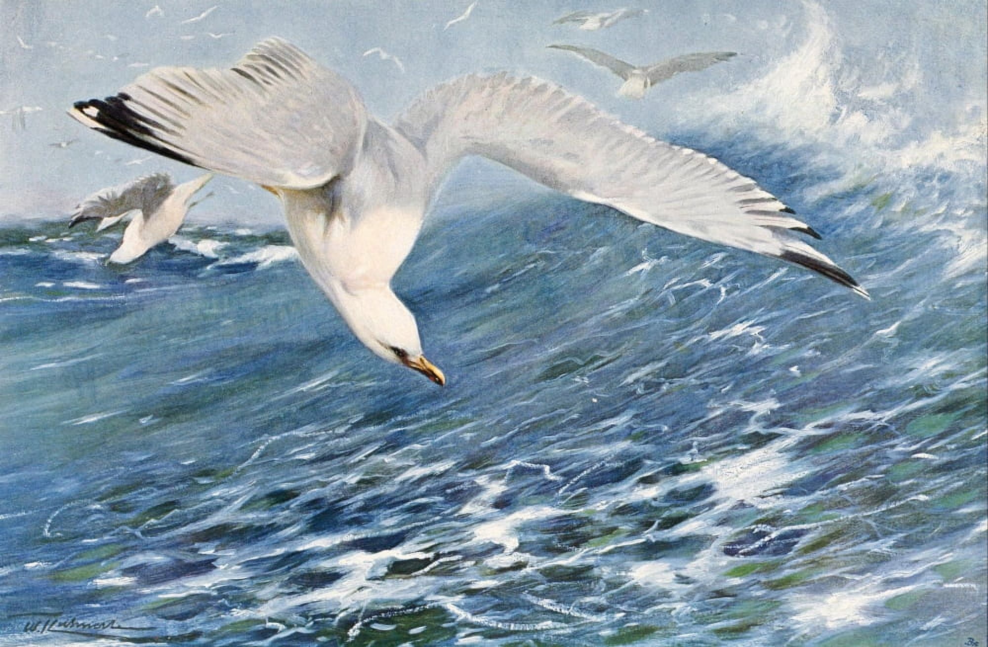 Posterazzi Wild Life of the World 1916 Silver Gull Canvas Art - FW Kuhnert (24 x 36)