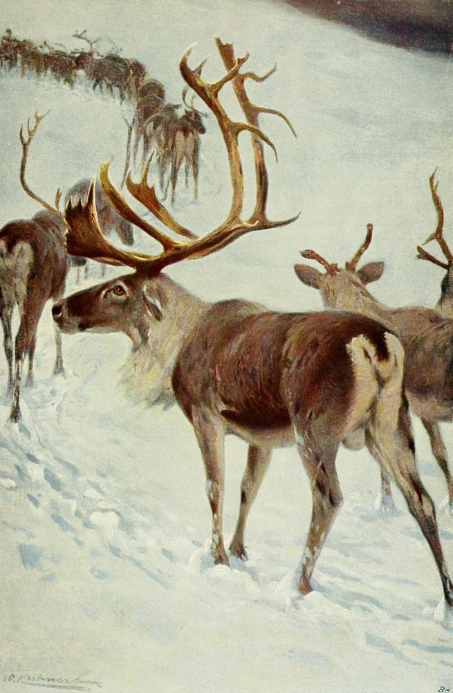 Posterazzi Wild Life of the World 1916 Skandinavian Reindeer Canvas Art - FW Kuhnert (24 x 36)