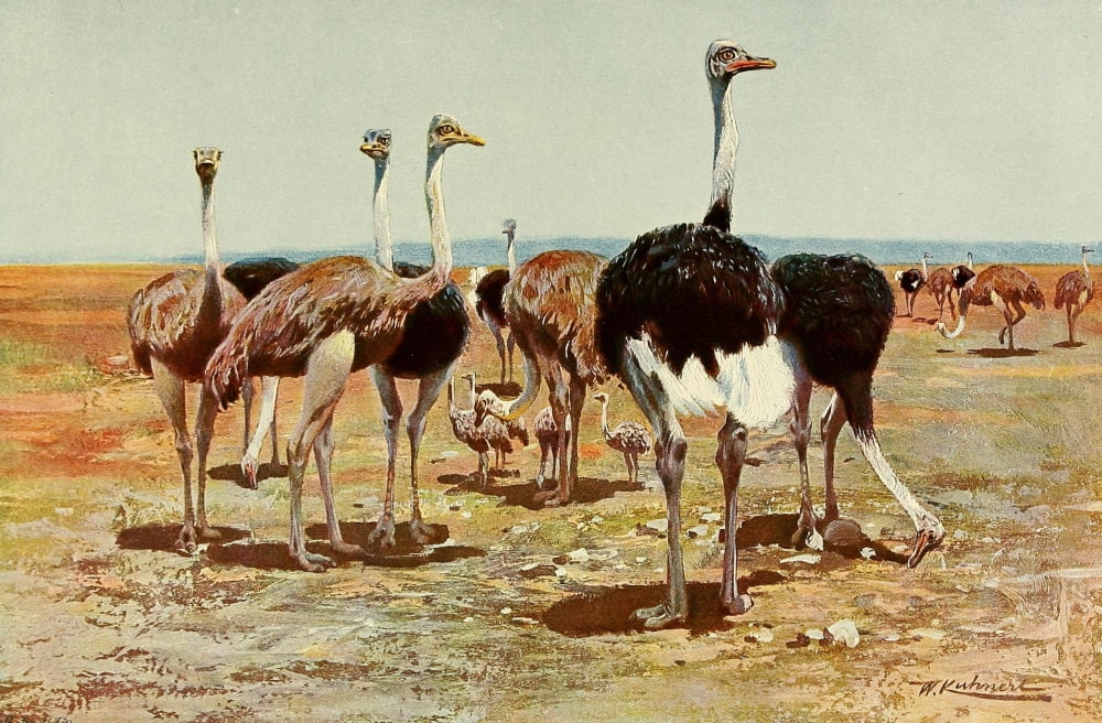 Posterazzi Wild Life of the World 1916 Somali Ostrich Canvas Art - FW Kuhnert (24 x 36)