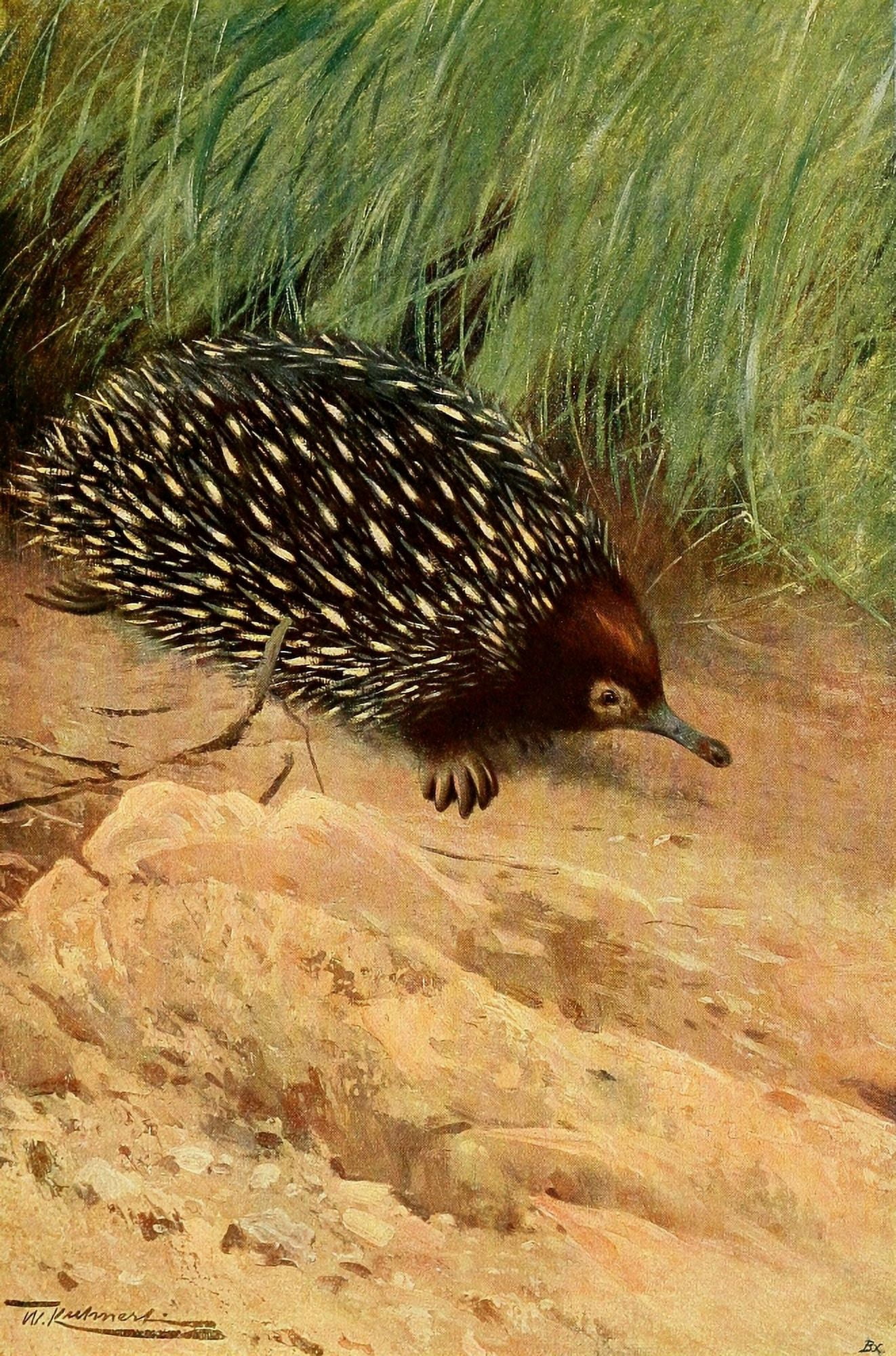Posterazzi Wild Life of the World 1916 Spiny ant-eater Canvas Art - FW Kuhnert (24 x 36)