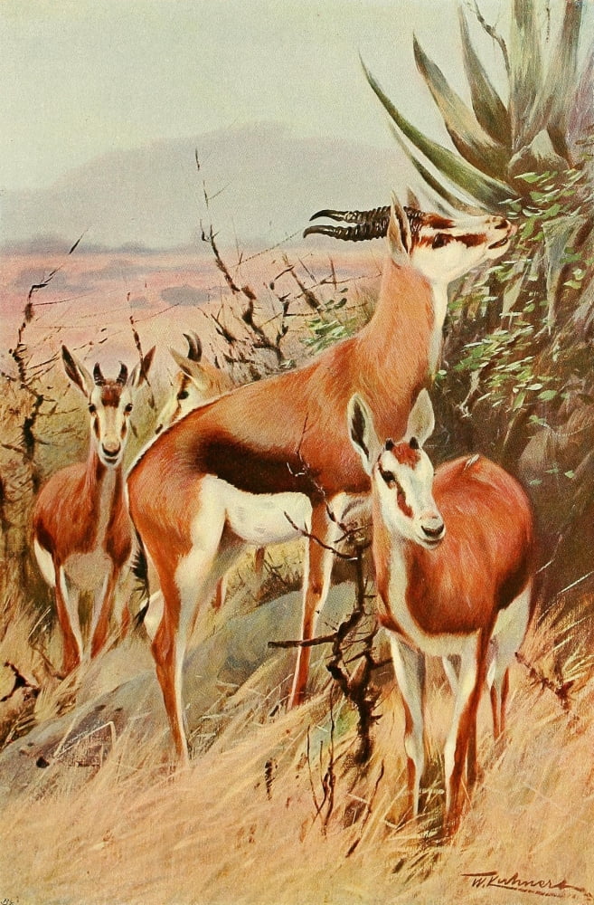 Posterazzi Wild Life of the World 1916 Springbok Canvas Art - FW Kuhnert (24 x 36)