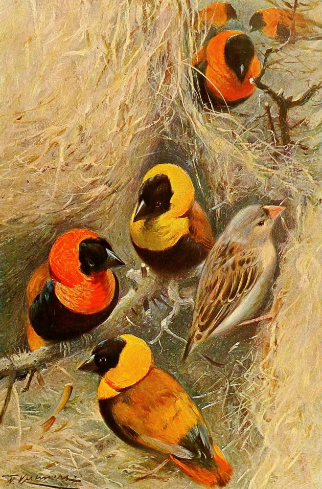 Posterazzi Wild Life of the World 1916 Weaver Birds Canvas Art - FW Kuhnert (24 x 36)