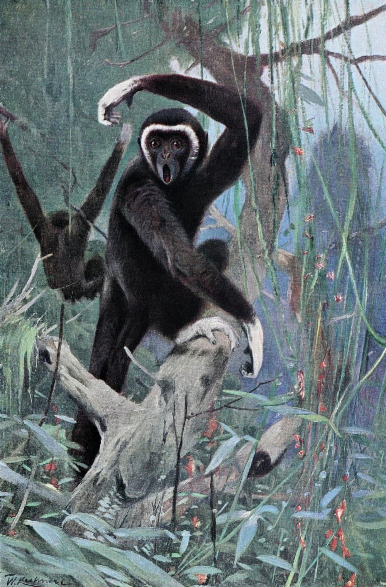 Posterazzi Wild Life of the World 1916 White-handed Gibbon Canvas Art - FW Kuhnert (24 x 36)