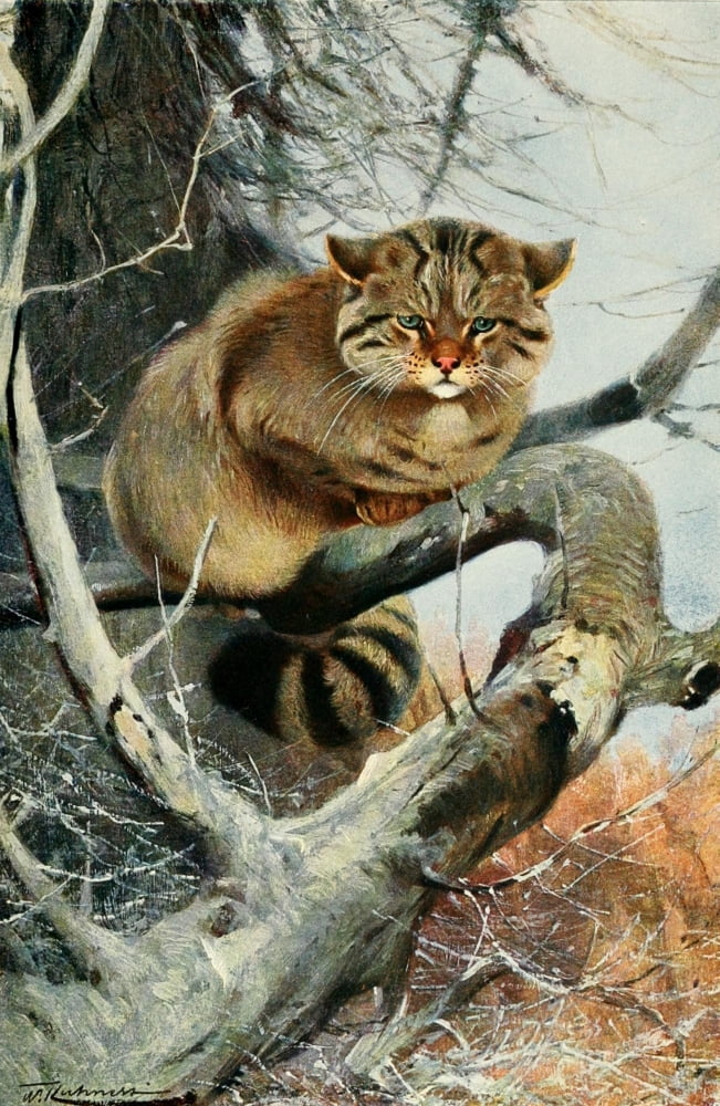 Posterazzi Wild Life of the World 1916 Wild Cat Canvas Art - FW Kuhnert (24 x 36)