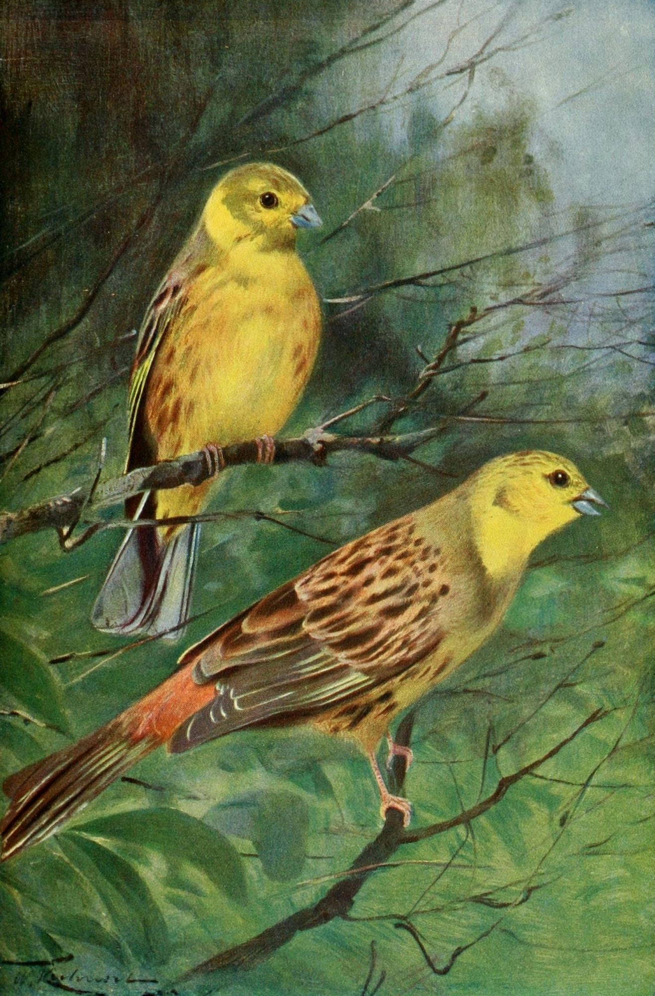 Posterazzi Wild Life of the World 1916 Yellow Bunting Canvas Art - FW Kuhnert (24 x 36)