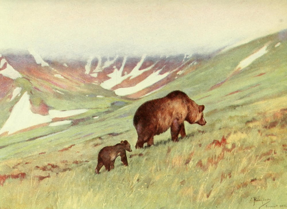 Posterazzi Wilderness of the Upper Yukon 1919 Bears walking in Basin Canvas Art - Carl Rungius (24 x 36)