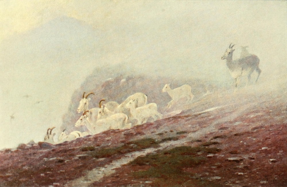 Posterazzi Wilderness of the Upper Yukon 1919 Ewes seeking shelter Canvas Art - Carl Rungius (24 x 36)