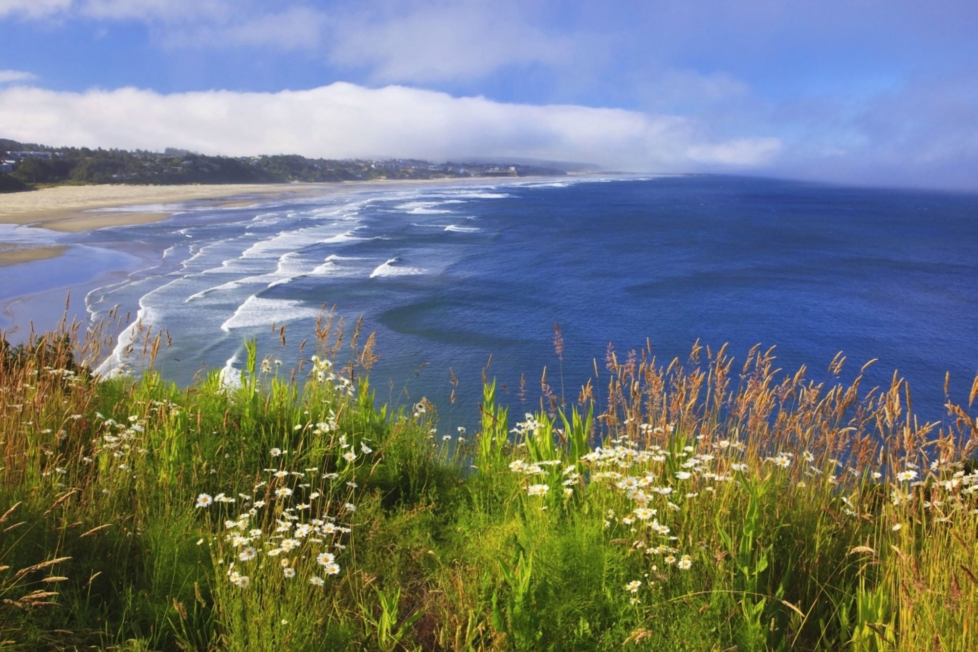 Posterazzi Wildflowers Along Yaquina Head Newport Oregon United States Of America Canvas Art - Craig Tuttle Design Pics (38 x 24)