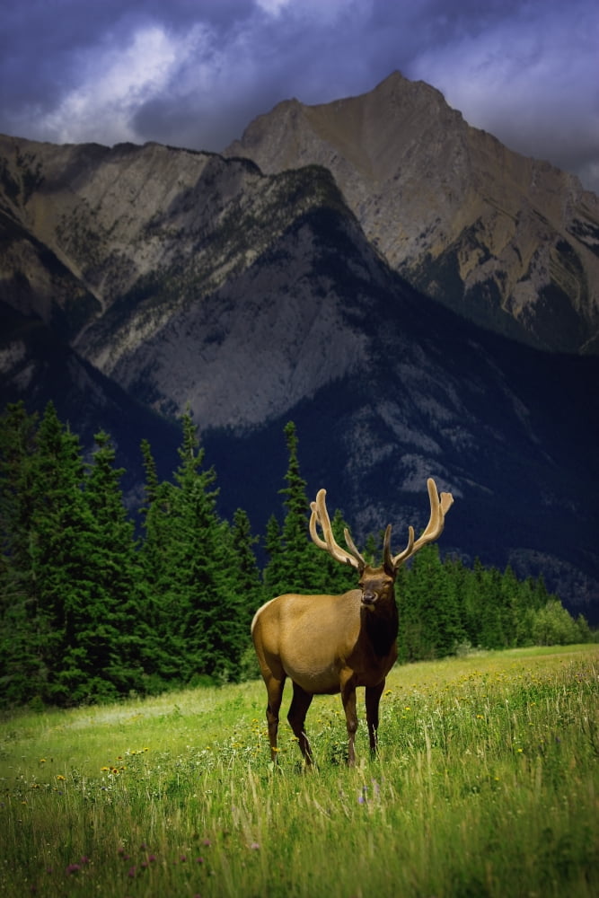 Posterazzi Wildlife In The Mountains Canvas Art - Darren Greenwood Design Pics (22 x 34)