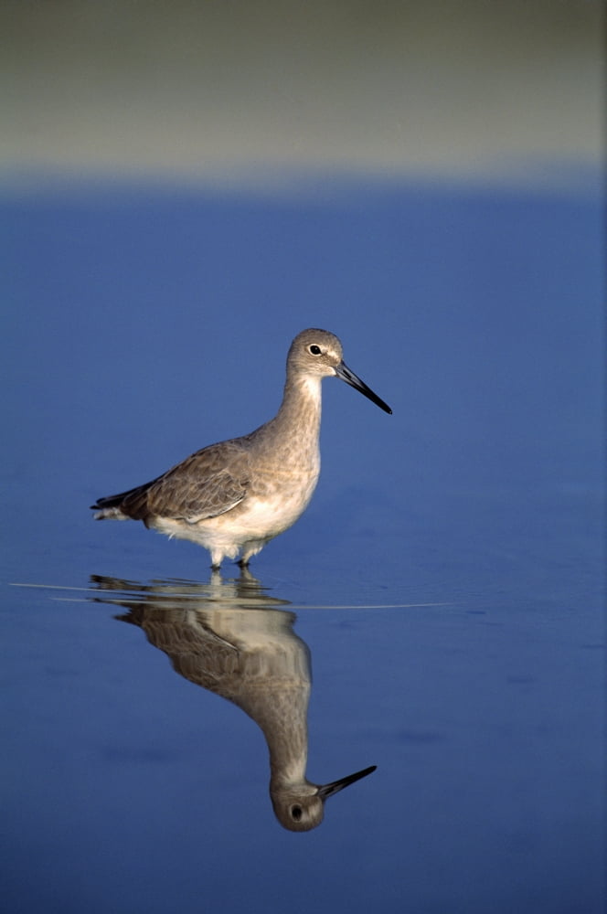 Posterazzi Willet Shorebird Canvas Art - Natural Selection David Ponton Design Pics (24 x 36)