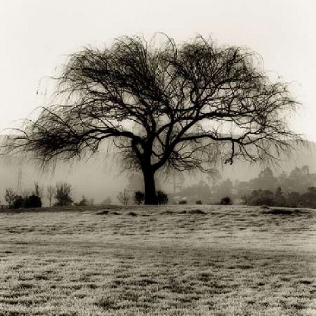 Posterazzi Willow Tree Canvas Art - Alan Blaustein (24 x 24)