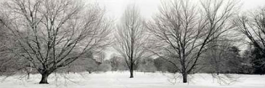 Posterazzi Winter Garden - 1 Canvas Art - Alan Blaustein (12 x 36)