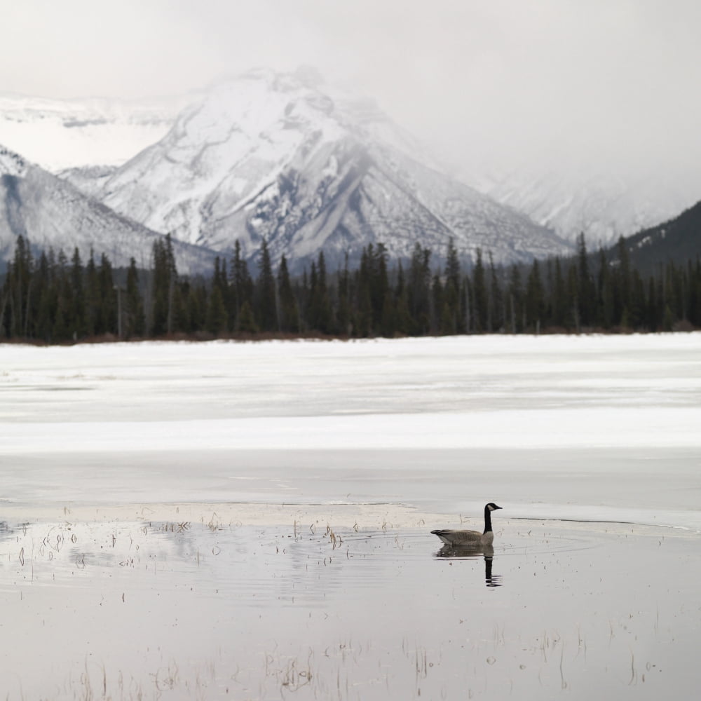 Posterazzi Winter Landscape Banff National Park Alberta Canada Canvas Art - Keith Levit Design Pics (24 x 24)