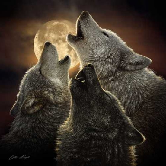 Posterazzi Wolf Trinity Canvas Art - Colin Bogle (24 x 24)
