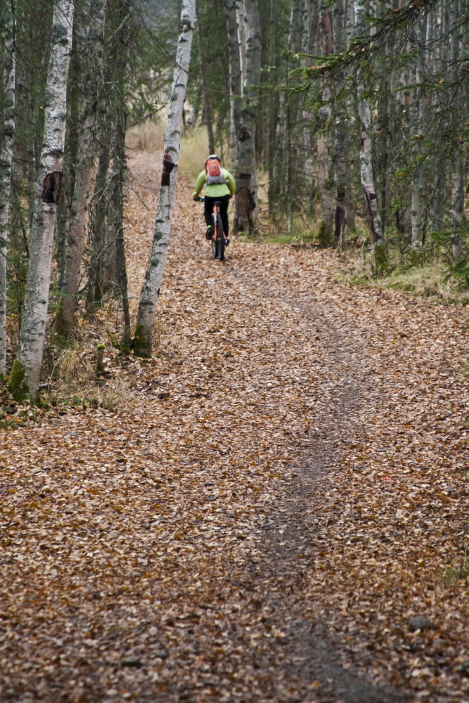 Posterazzi Woman Mountain Biking On A Leaf Covered Trail Amongst Birch And Spruce Trees At The Campbell Tract In Anchorage Southcentral Alaska Autumn Canvas Art - Joe Stock Design Pics (22 x 34)