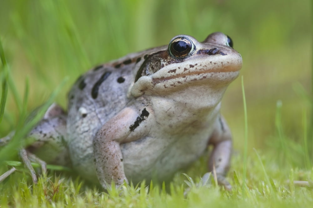 Posterazzi Wood Frog On The Copper River Delta During Summer Southcentral Alaska Canvas Art - Milo Burcham Design Pics (38 x 24)