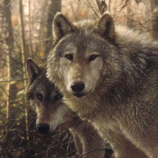 Posterazzi Woodland Companions Canvas Art - Colin Bogle (24 x 24)