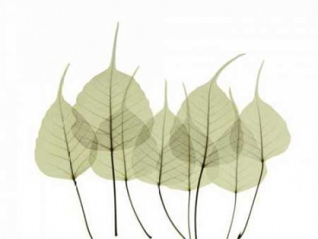 Posterazzi Woodlands I Canvas Art - ACEE (22 x 28)