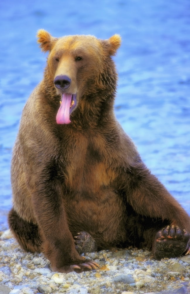 Posterazzi Yawning Grizzly Bear Sitting By Waters EdgeAlaska United States Of America Canvas Art - Thomas Kitchin & Victoria Hurst  Design Pics (24 x 38)