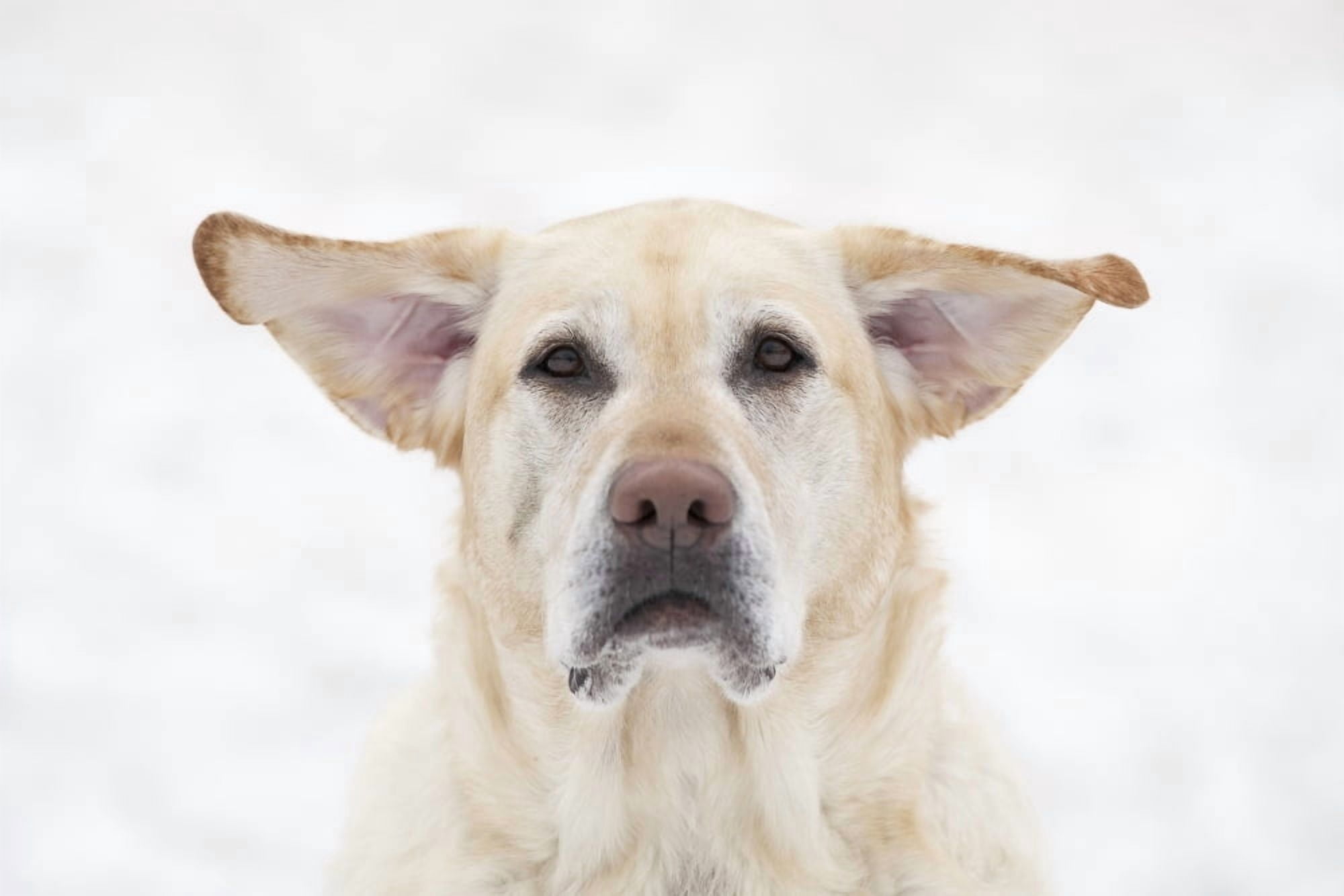 Posterazzi Yellow Labrador Retriever Dog With Raised Ears On A Windy Day Winnipeg Manitoba Canada Canvas Art - Ken Gillespie Design Pics (34 x 22)