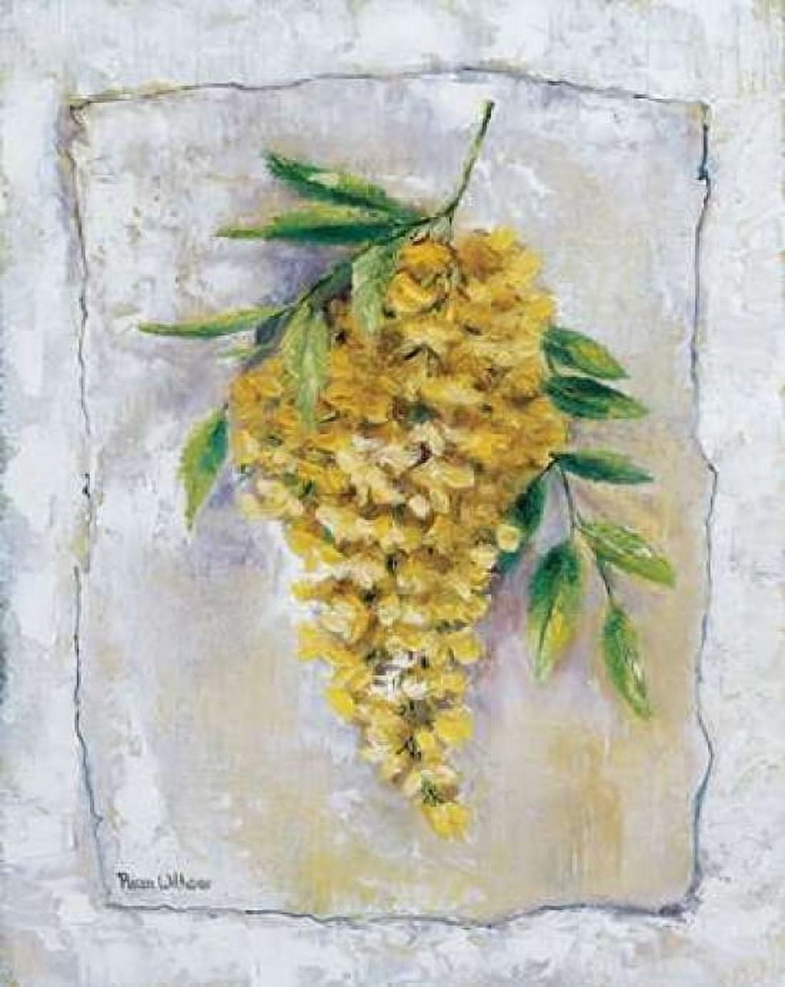 Posterazzi Yellow Laburnum Canvas Art - Rian Withaar (22 x 28)