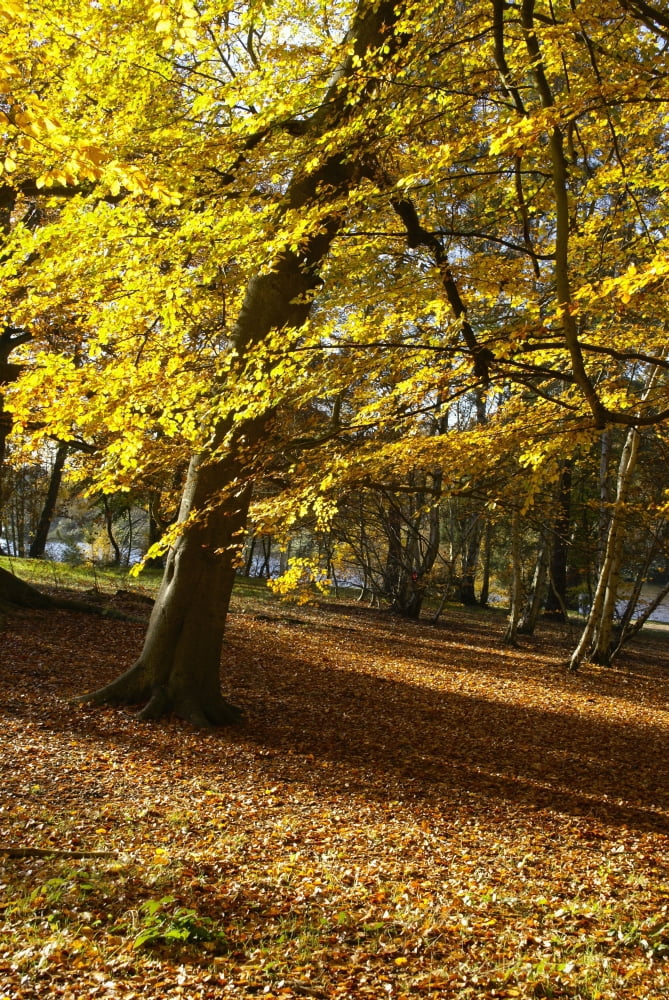 Posterazzi Yellow Leaves On Trees In Forest Canvas Art - Charles Bowman Design Pics (24 x 38)