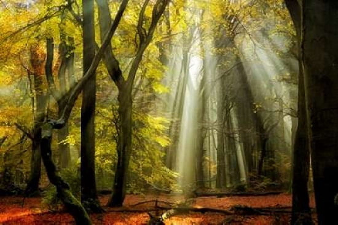 Posterazzi Yellow Leaves Rays Canvas Art - Lars Van de Goor (24 x 36)