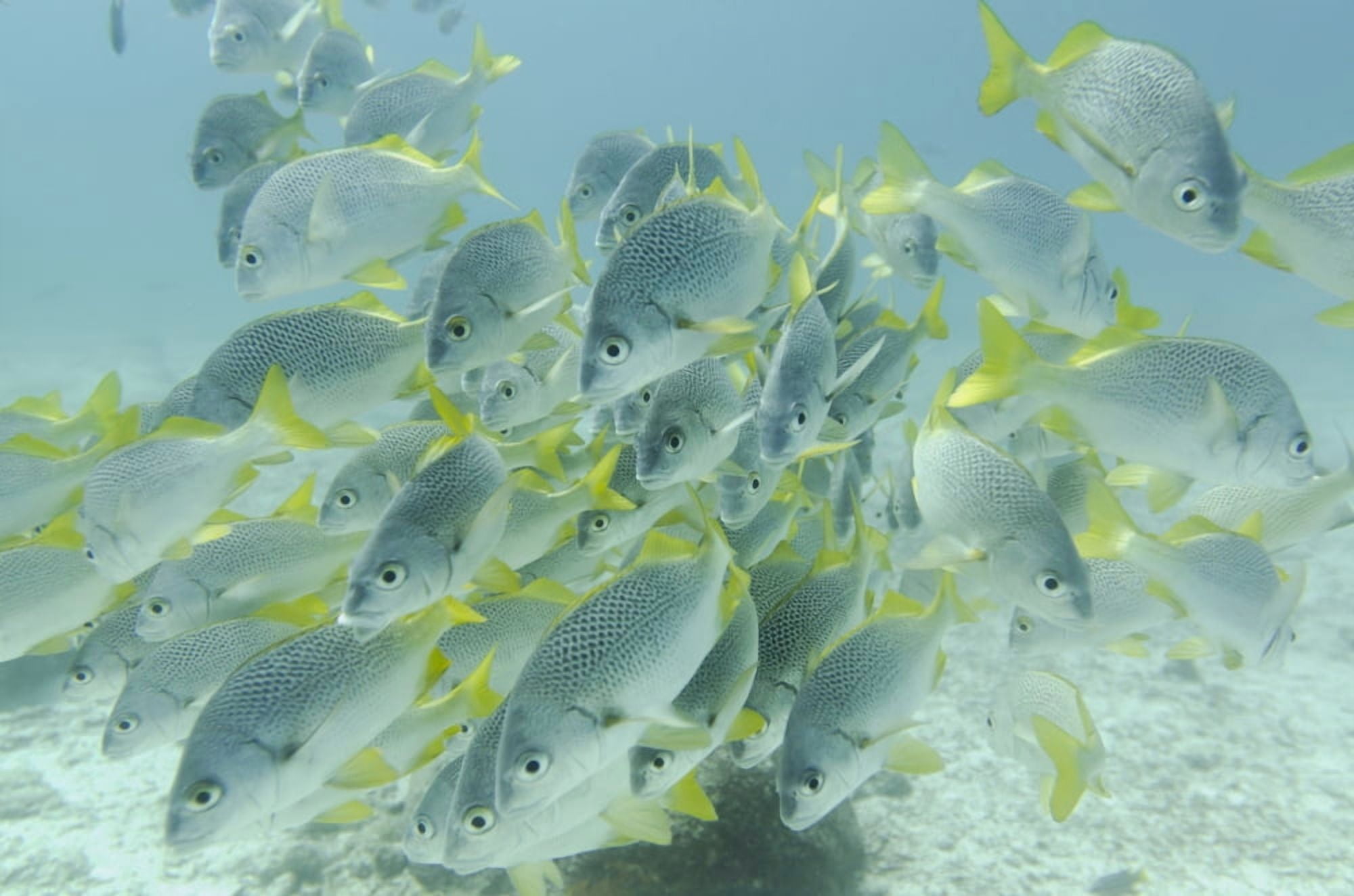 Posterazzi Yellow-Tailed Grunt Fish (Anisotremus Interruptus) Galapagos Equador Canvas Art - Keith Levit  Design Pics (38 x 24)