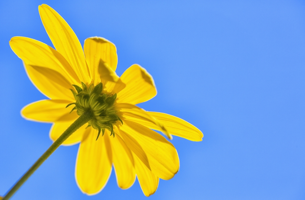Posterazzi Yellow flower against a blue sky Bolivia Canvas Art - Robert Postma Design Pics (38 x 24)