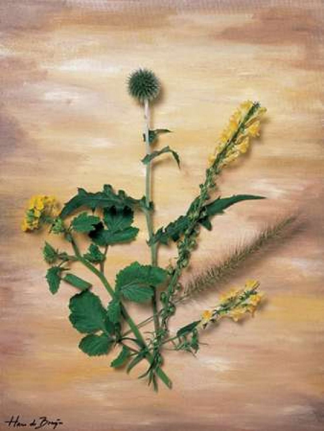 Posterazzi Yellow wild flowers Canvas Art - Hans de Bruijn (18 x 24)