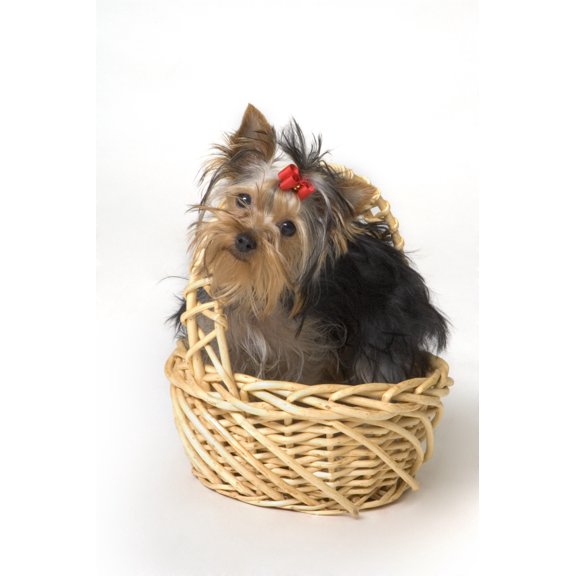 Posterazzi Yorkshire Terrier Puppy Canvas Art - Corey Hochachka Design Pics (22 x 34)