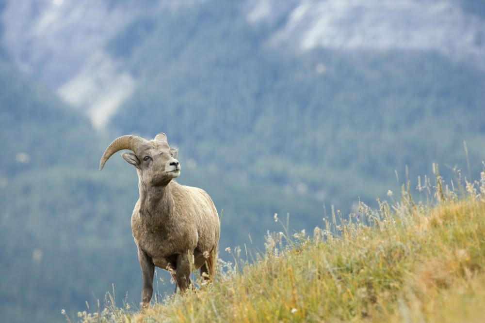 Posterazzi Young Bighorn Sheep Windy Point Kootenay Plains Alberta Canada Canvas Art - Darwin Wiggett Design Pics (34 x 22)