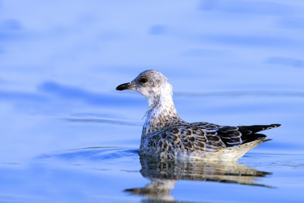 Posterazzi Young Gull Swimming Canvas Art - Richard Wear Design Pics (34 x 22)