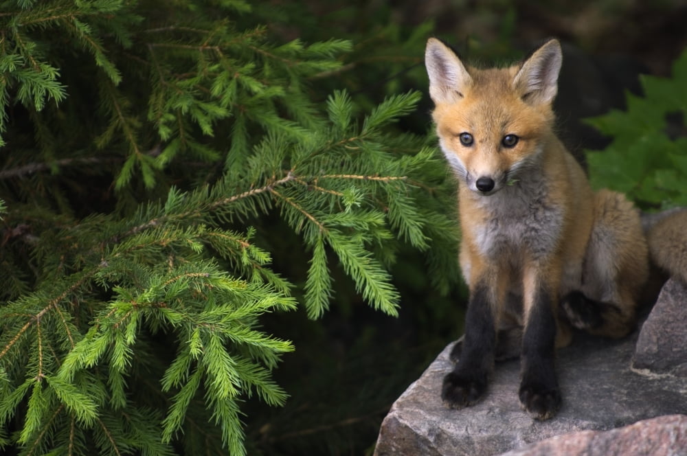Posterazzi Young Red Fox On A Rock With Evergreen In Background Killarney Provincial Park Ontario Canvas Art - Mike Grandmaison Design Pics (36 x 24)