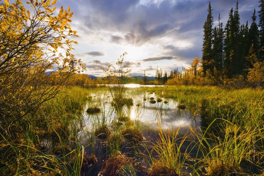 Posterazzi Yukon River And Fall Colours At Sunset Yukon Canvas Art - Yves Marcoux Design Pics (34 x 22)