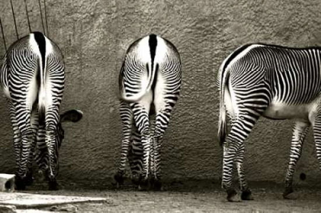 Posterazzi Zebra Butts Canvas Art - Courtney Lawhorn (24 x 36)