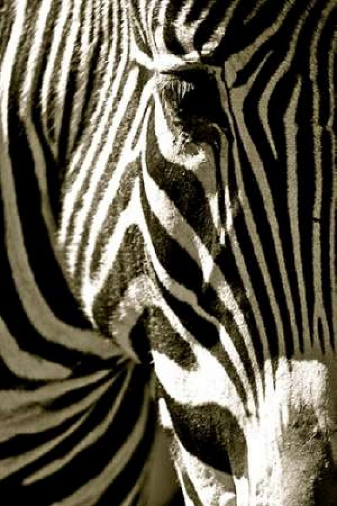Posterazzi Zebra Head Canvas Art - Courtney Lawhorn (24 x 36)
