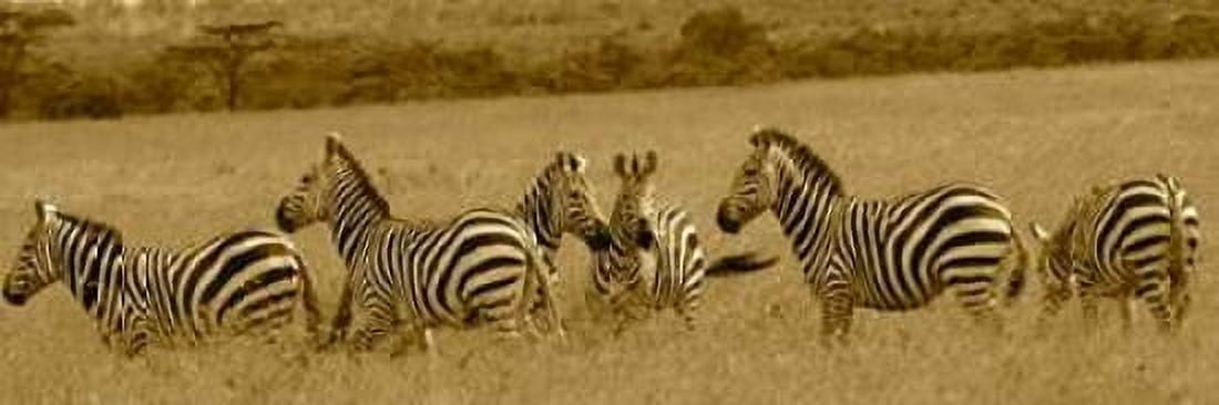Posterazzi Zebras Canvas Art - Sarah Farnsworth (12 x 36)