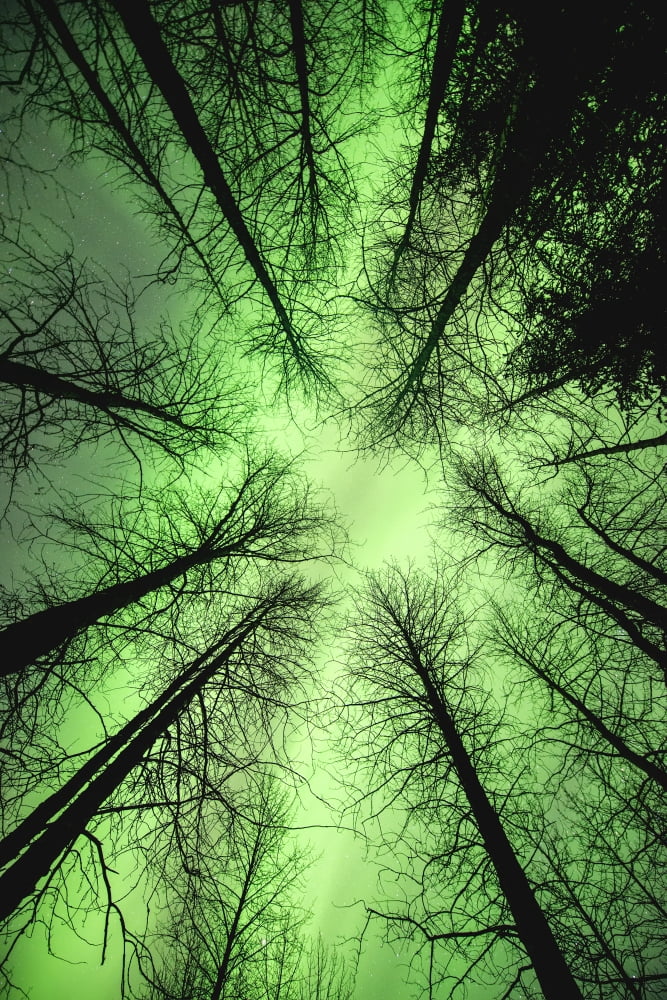 Posterazzi The aurora borealis glows overhead in a spruce forest in Portage Valley Chugach National Forest Southcentral Alaska Canvas Art - Carl Johnson Design Pics (24 x 38)