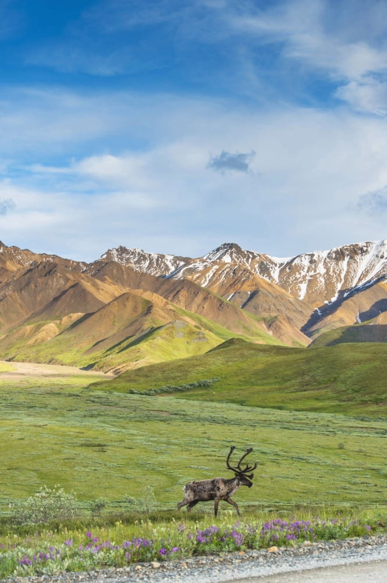 Posterazzi A bull caribou approaching the Park Road near Highway Pass in Denali National Park Interior Alaska Canvas Art - Michael Jones Design Pics (24 x 38)
