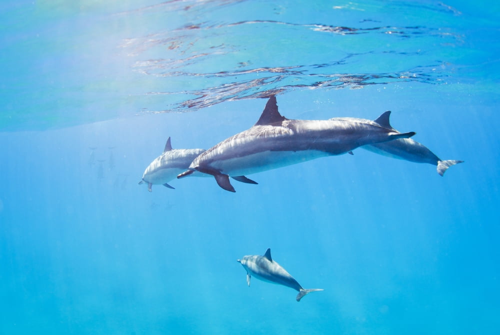 Posterazzi dolphins swimming underwater tropical ocean Canvas Art - Design Pics Vibe Design Pics (34 x 22)