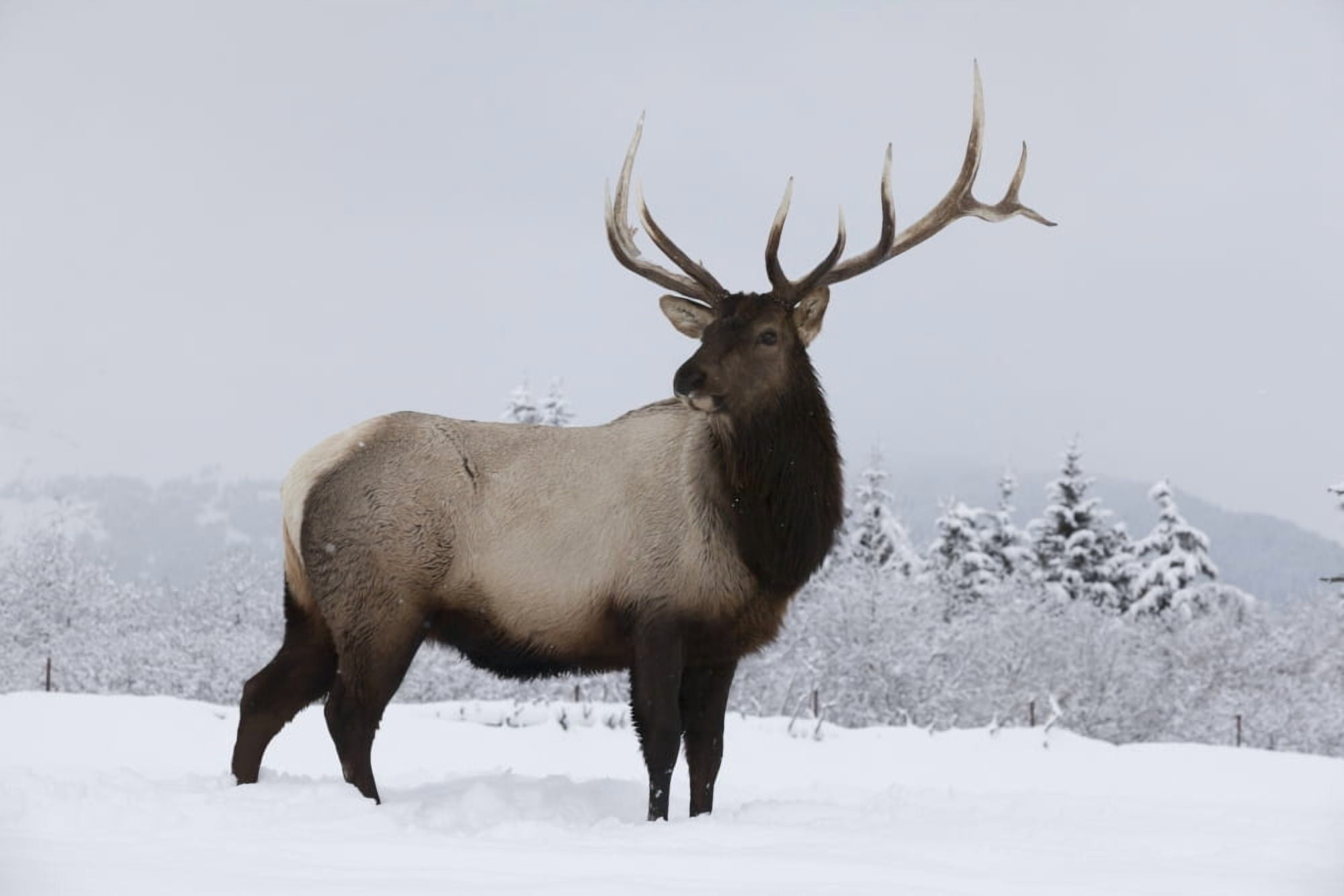 Posterazzi An elk (Cervus canadensis) standing in a field of snow with frozen trees in the background Canvas Art - Doug Lindstrand Design Pics (36 x 24)