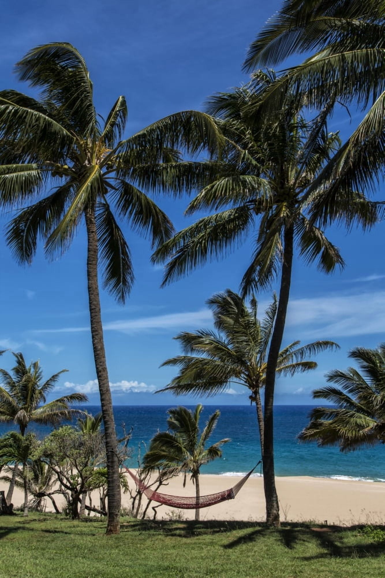Posterazzi A hammock hangs between two palm trees on the beach with blue sky and ocean Maui Hawaii United States of America Canvas Art - Scott Mead Design Pics (24 x 38)
