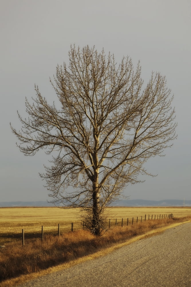 Posterazzi A poplar tree by the side of a gravel road in prairie farmland high river alberta canada Canvas Art - Roberta Murray Design Pics (24 x 36)