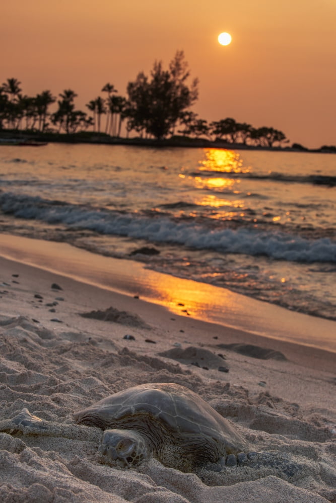 Posterazzi A sea turtle rests on the beach at sunset near Kailua-Kona Island of Hawaii Hawaii United States of America Canvas Art - Carl Johnson Design Pics (24 x 38)