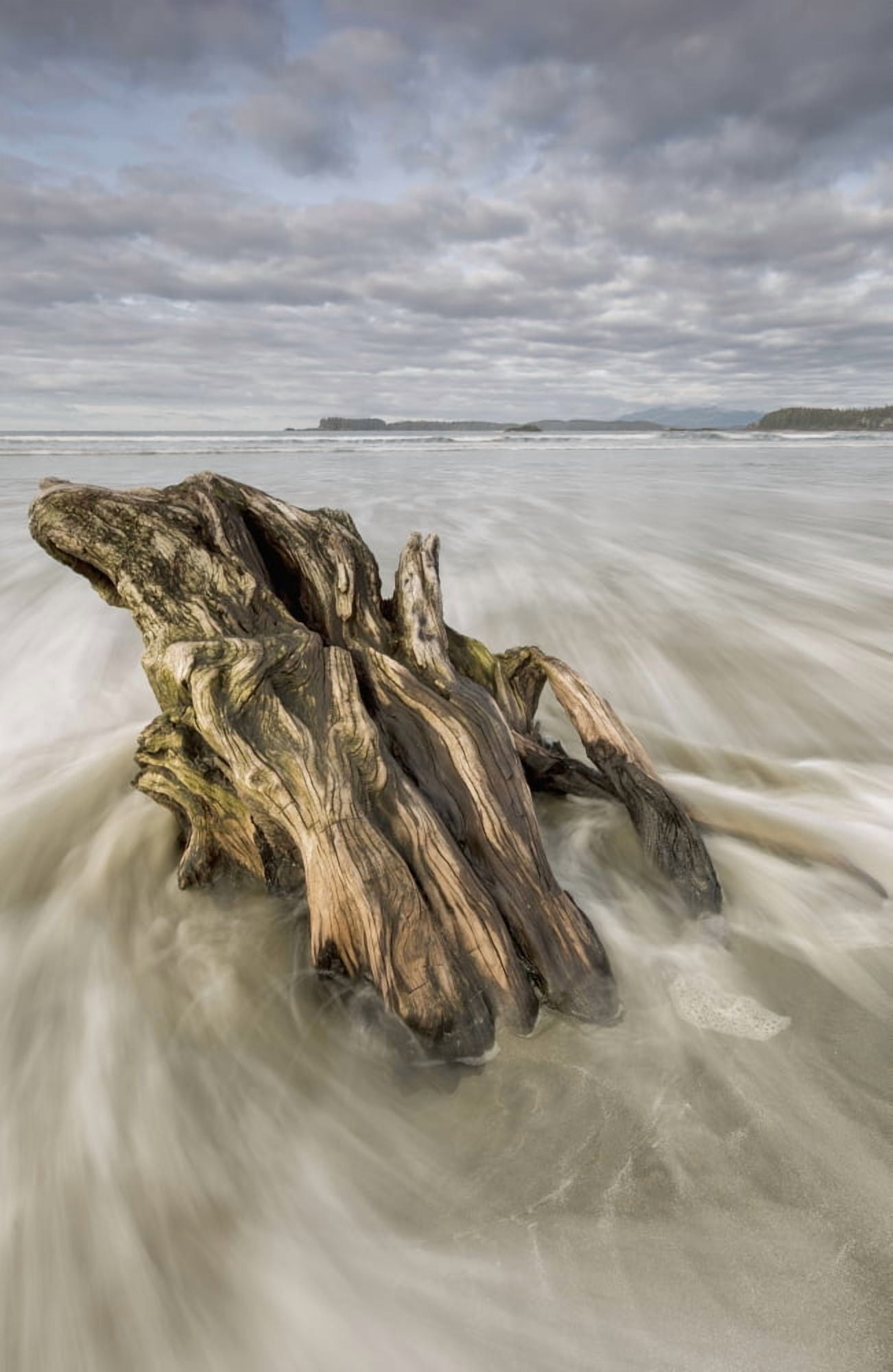Posterazzi The tide coming in and flowing around a sunken piece of driftwood chesterman beachTofino vancouver island british columbia canada Canvas Art - Robert Postma Design Pics (24 x 38)