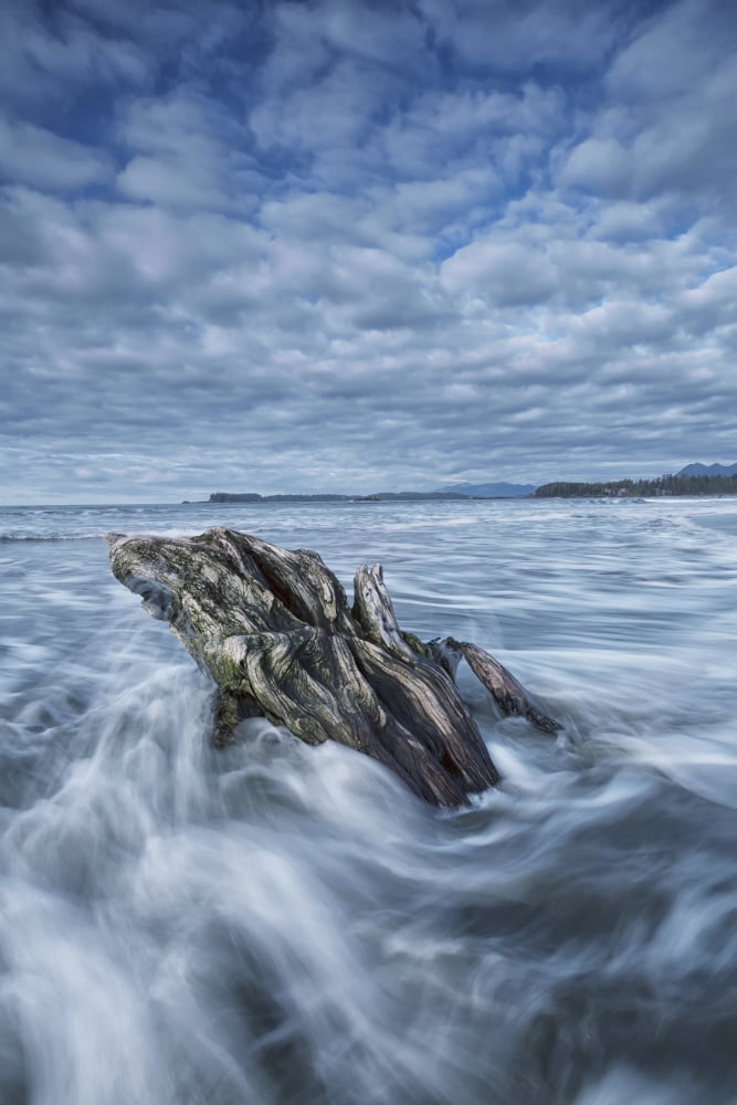 Posterazzi The tide coming in and flowing around a sunken piece of driftwood chesterman beachTofino vancouver island british columbia canada Canvas Art - Robert Postma Design Pics (24 x 38)
