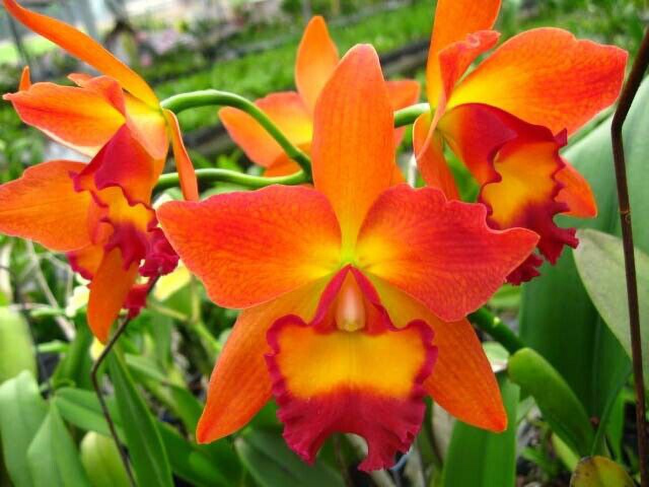 Pot. Chief 'Sweet Orange' orchid plant IN POT