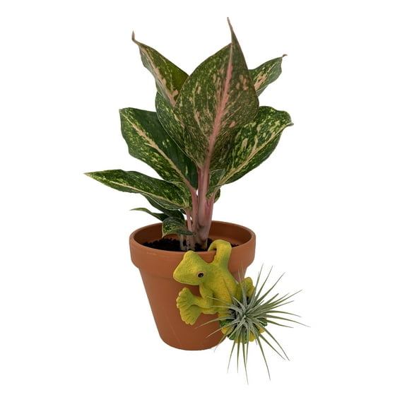 Pot Pals Yellow Lizard Ceramic Hanging Ornament with Live Tillandsia Air Plant